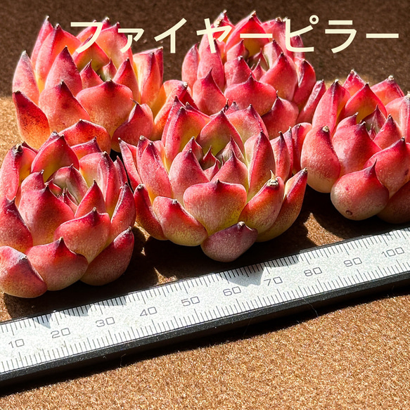 大人気 多肉植物 エケベリア ファイヤーピラー 超美苗 レア種 多肉植物