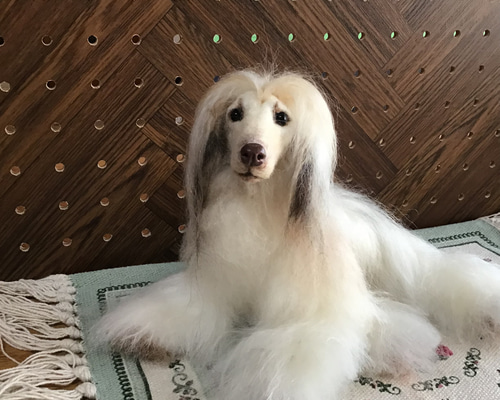 アフガンハウンド（リラックスポーズ） 羊毛フェルト コーギー大好き