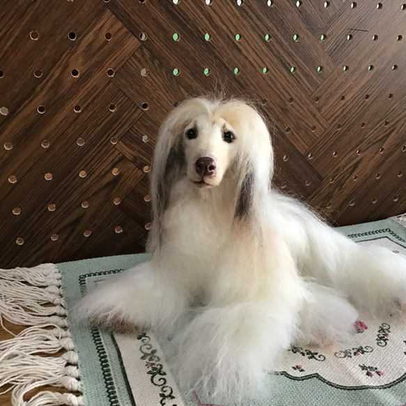 アフガンハウンド（リラックスポーズ） アフガンハウンド（リラックスポーズ） 羊毛フェルト コーギー大好き