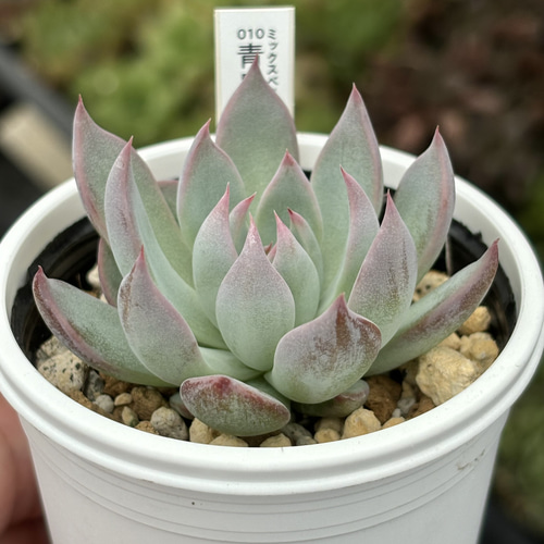 人気レア品種！☆青鬼 多肉植物 自家栽培 国産 多肉植物 美✴︎taniku