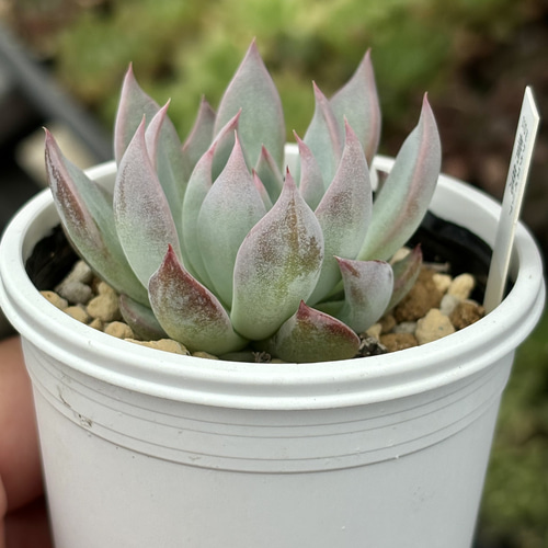 人気レア品種！☆青鬼 多肉植物 自家栽培 国産 多肉植物 美✴︎taniku