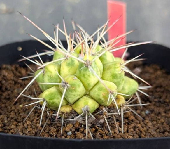 サボテンコレクション・マミラリア・白神丸錦inわけけのお店