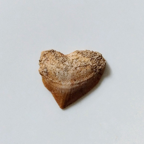 【希少】白亜紀のトラザメの化石　THE NATURE COMPANY【美品】 希少】白亜紀のトラザメの化石 THE NATURE COMPANY【美品