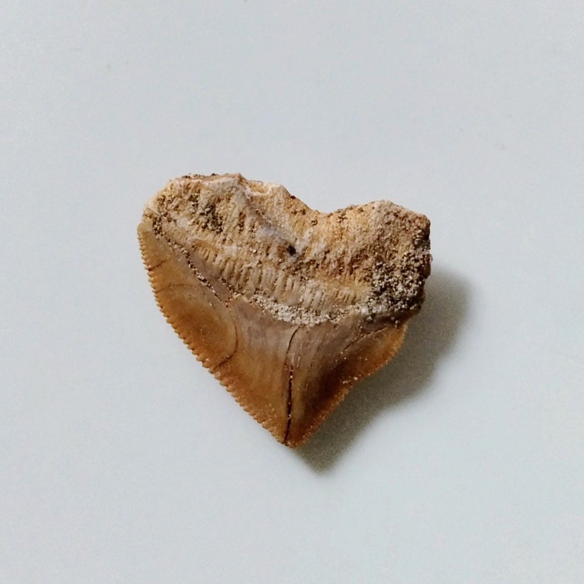 サメの歯 化石 10個セット 鮫の歯 Shark teeth fossils