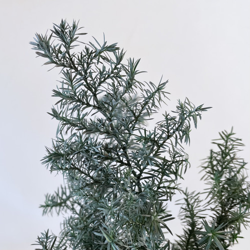 送料無料 ヒムロスギ ＊シルバーグリーン 大地農園 送料無料＆4点毎に1