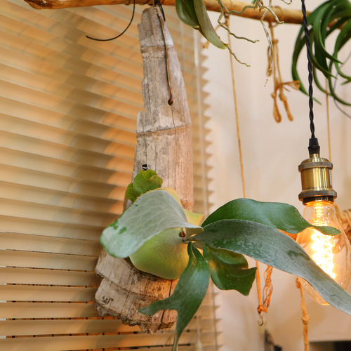 ビカクシダ OMO コルク付け