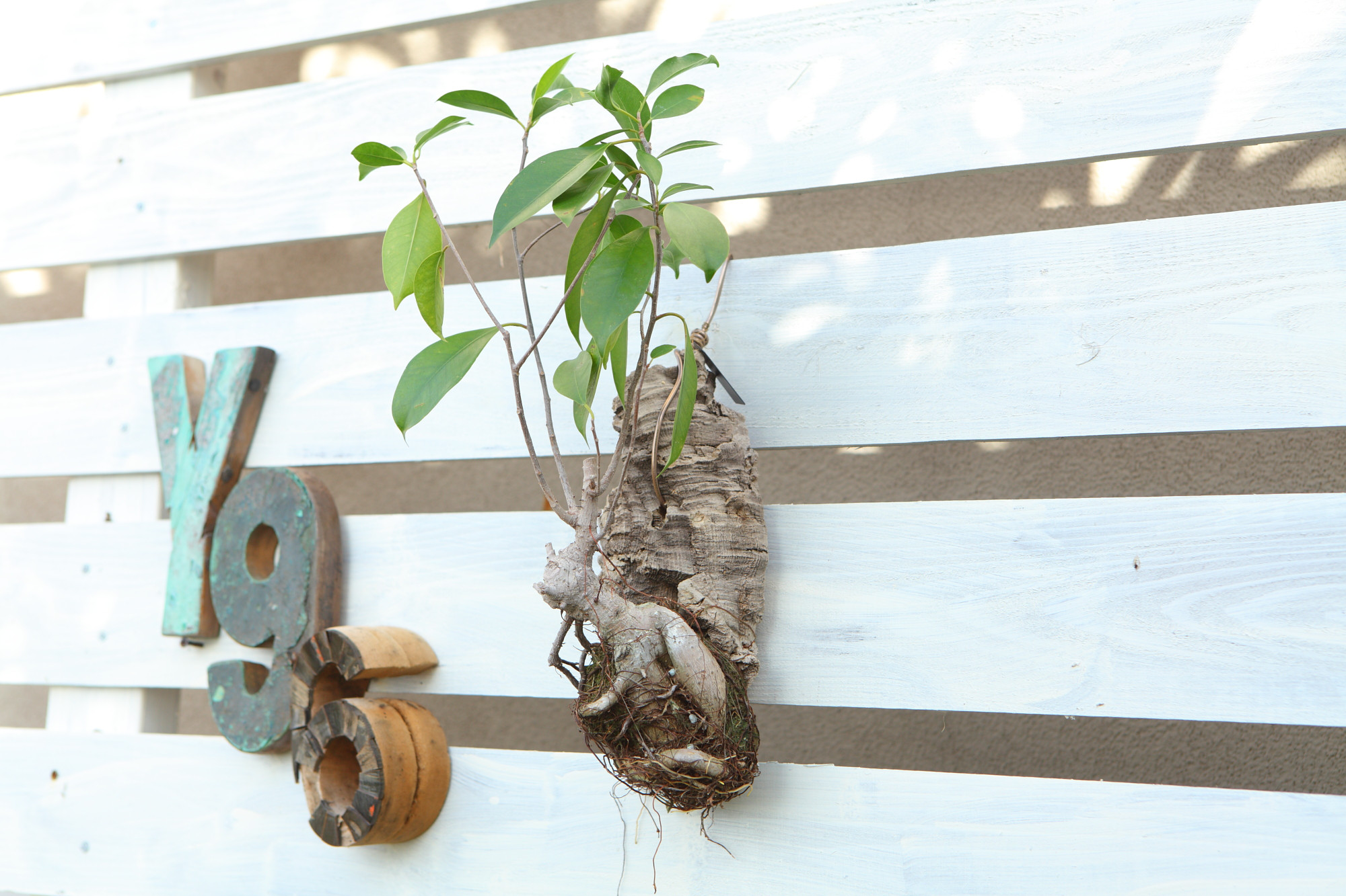 現品【ガジュマル】コルク付け　No.322