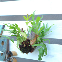 現品【P. Pegasus】ビカクシダ ペガサス No342 多肉植物 匠かけつぎ