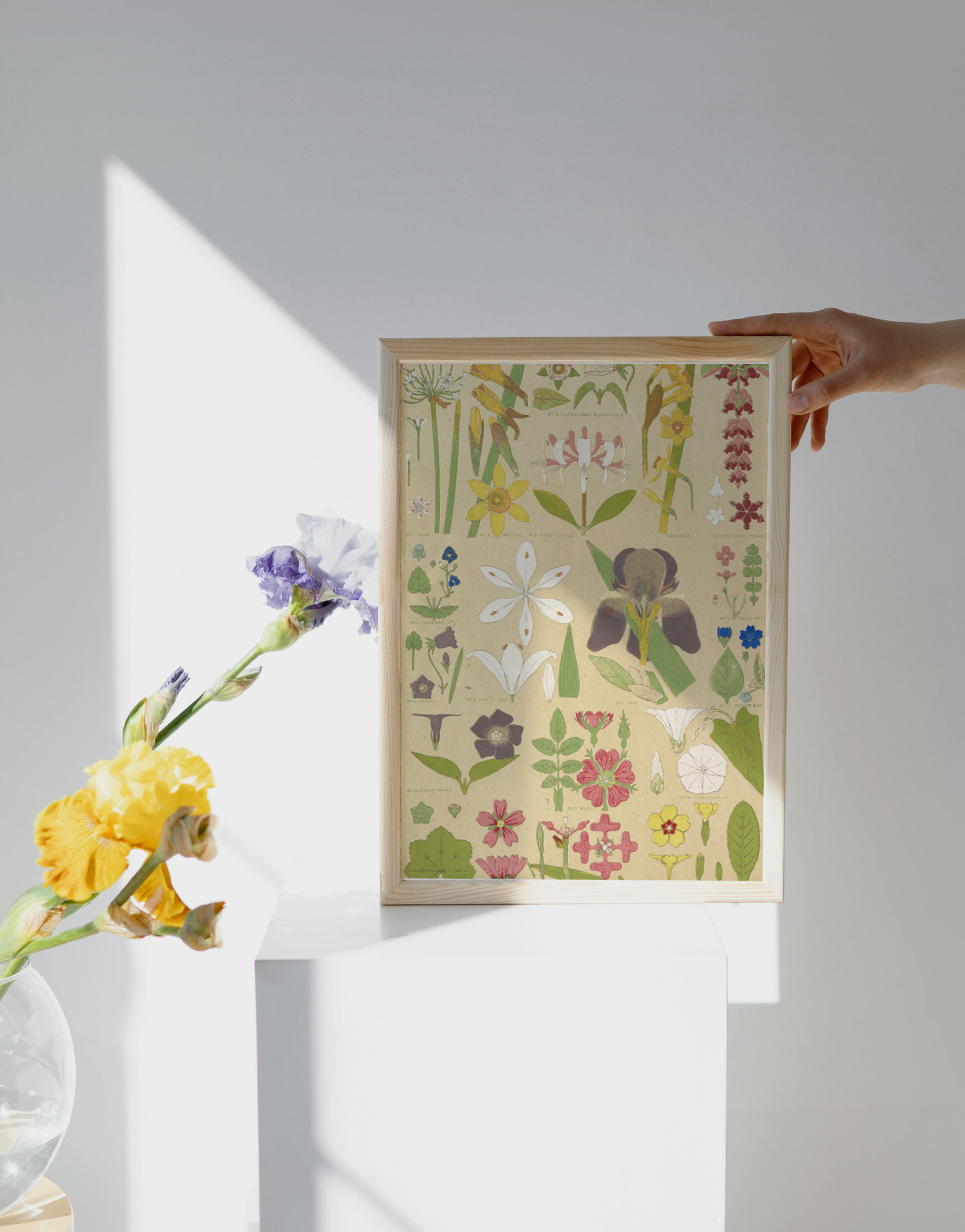 ボタニカル 絵画 花柄 花図鑑　花 花の絵 フラワーアート