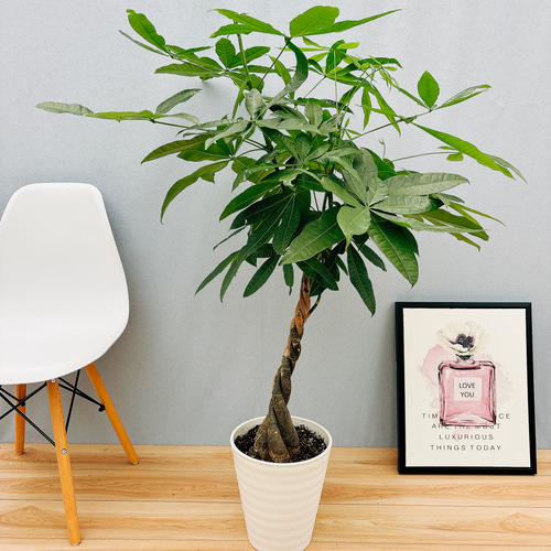 ［現品］1番　パキラ　編み込み　7号　観葉植物　室内　おしゃれ　かわいい　ねじり 在庫］パキラ 編み込み 7号 観葉植物 おしゃれ 室内 ねじり