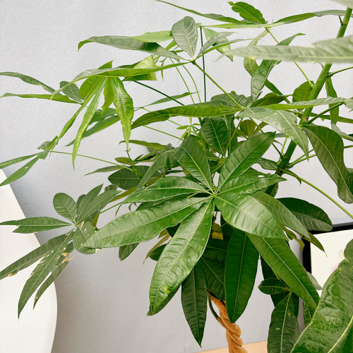 現品］7番 パキラ 編み込み 8号 観葉植物 おしゃれ 室内 ねじり