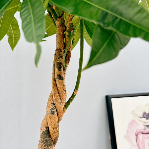 ［現品］1番　パキラ　編み込み　7号　観葉植物　室内　おしゃれ　かわいい　ねじり 在庫］パキラ 編み込み 7号 観葉植物 おしゃれ 室内 ねじり