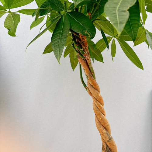 ［現品］1番　パキラ　編み込み　7号　観葉植物　室内　おしゃれ　かわいい　ねじり 在庫］パキラ 編み込み 7号 観葉植物 おしゃれ 室内 ねじり