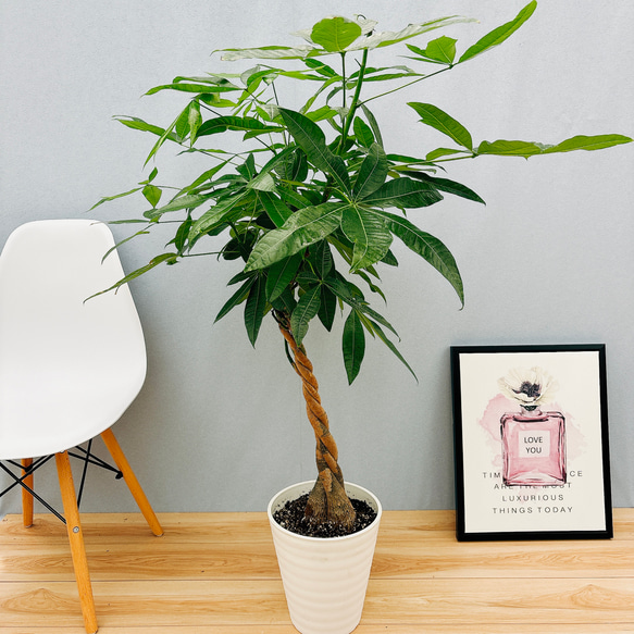 ［現品］1番　パキラ　編み込み　7号　観葉植物　室内　おしゃれ　かわいい　ねじり 在庫］パキラ 編み込み 7号 観葉植物 おしゃれ 室内 ねじり