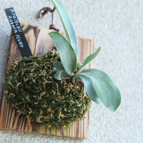 P.veitchii wild Australia 株分 ビカクシダ子株 2（backplain77