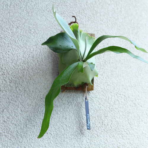 現品【P. Pegasus】ビカクシダ ペガサス No320 多肉植物 秘密の