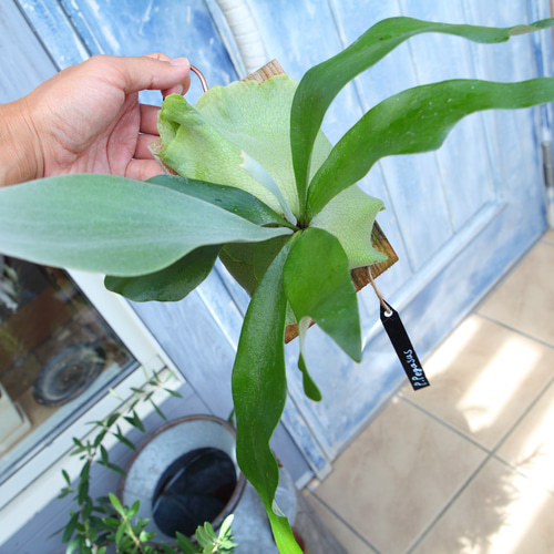 現品【P. Pegasus】ビカクシダ ペガサス No320 多肉植物 秘密の
