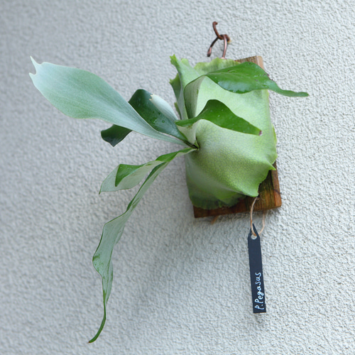 現品【P. Pegasus】ビカクシダ ペガサス No320 多肉植物 匠