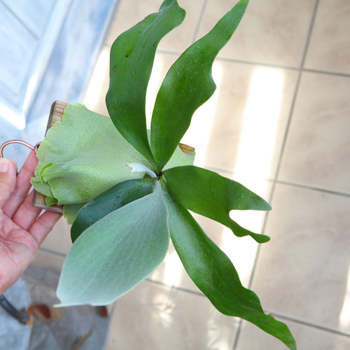 ペガサス　ビカクシダ　XXL size 極美品 ペガサス ビカクシダ XXL size 極美品 ペガサス ビカクシダ XXL