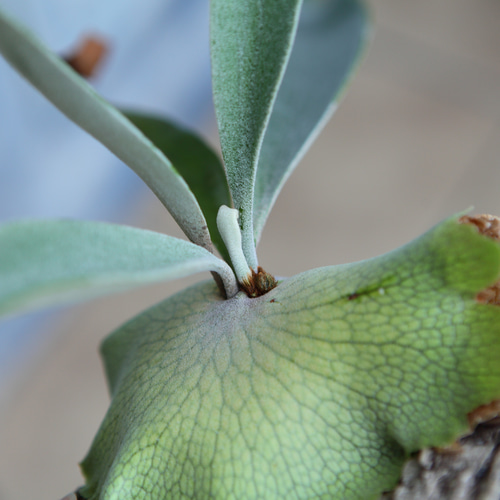 P. veitchii wild Australia(oc)(ビーチーワイルド