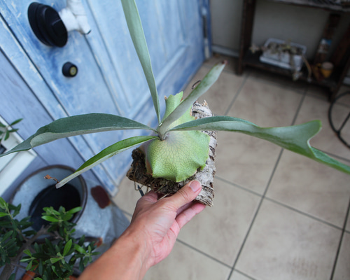 ビカクシダ ビーチー (Platycerium veitchii) ポット苗 | PLANTS