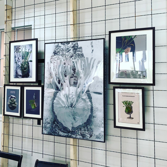 ビカクシダ リドレイポスター【MANDARA】ボタニカルアート インテリア 8枚目の画像