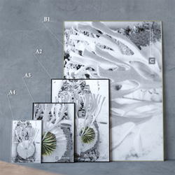 ビカクシダ リドレイポスター【MANDARA】ボタニカルアート インテリア 9枚目の画像