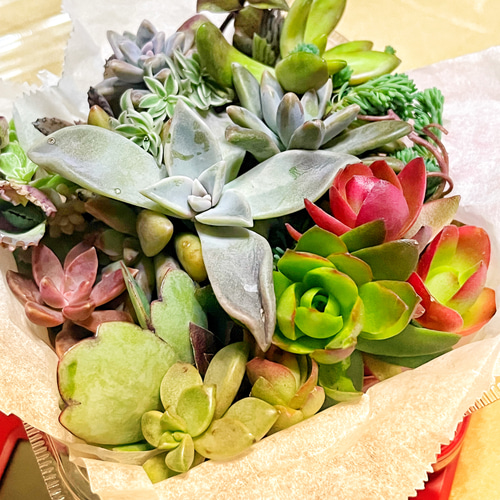 多肉植物 カット苗 大小盛り合わせセット 多肉植物 多肉植物 カット苗 大小盛り合わせセット 多肉植物
