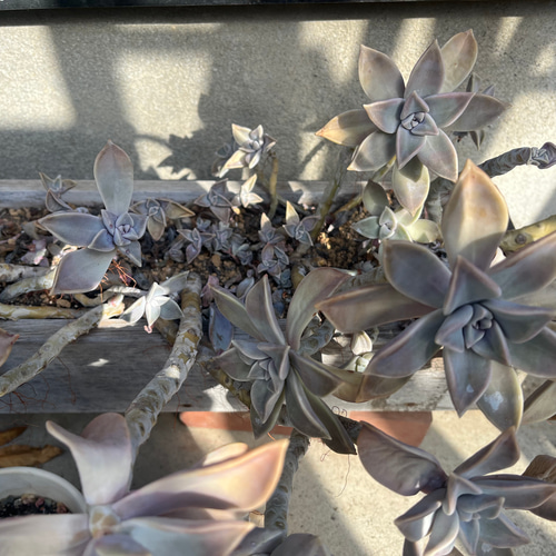 多肉植物⭐小さなカット苗たち⭐Ｄ⭐ 多肉植物⭐小さなカット苗たち⭐D⭐