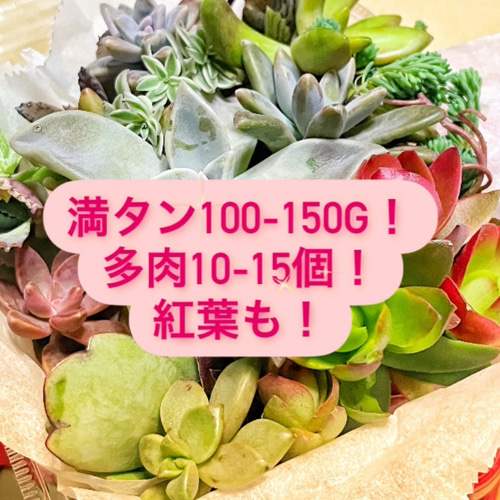 多肉植物 カット苗 大小盛り合わせセット 多肉植物 多肉植物 カット苗 大小盛り合わせセット 多肉植物