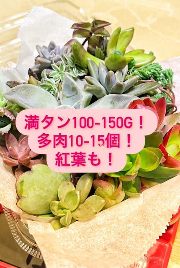 多肉植物⭐小さなカット苗たち⭐Ｄ⭐ 多肉植物⭐小さなカット苗たち⭐D⭐