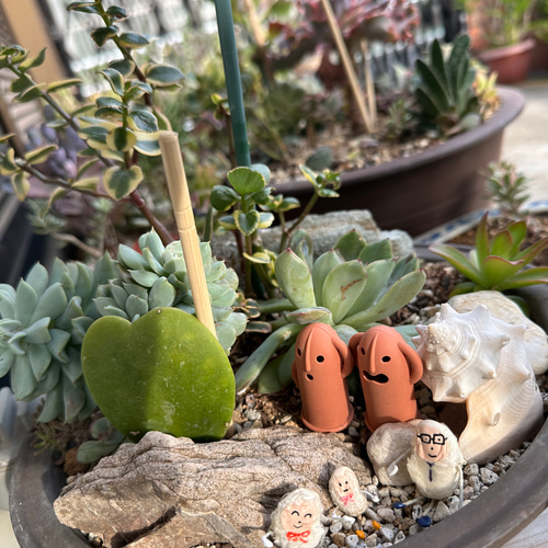 多肉植物 カット苗 大小盛り合わせセット 多肉植物