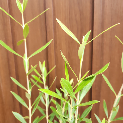 オリーブの木 エルグレコ 鉢植え 苗 苗木 シンボルツリーに♪ その他