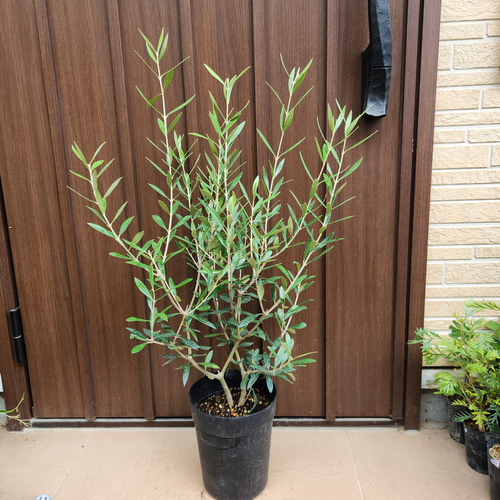 オリーブ　エルグレコ　テラコッタ鉢植え　苗　シンボルツリー 再販 オリーブの木 エルグレコ ワイルドロックテラコッタ鉢植え