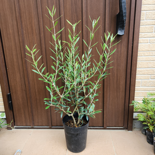 オリーブ　エルグレコ　コンクリート鉢植え　苗木　シンボルツリー オリーブ エルグレコ 鉢植え 苗 シンボルツリー オリーブ エルグレコ