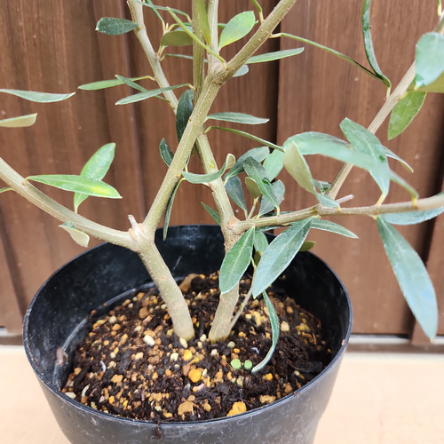 オリーブの木 エルグレコ 鉢植え 苗 苗木 シンボルツリーに♪ その他