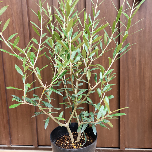 大型鉢植え　オリーブ　エルグレコ　和モダン鉢植え　苗　ウェルカムツリー 大型鉢植え オリーブ エルグレコ 和モダン鉢植え 苗 ウェルカム