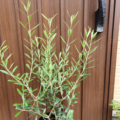 オリーブの木 エルグレコ 鉢植え 苗 苗木 シンボルツリーに♪ その他