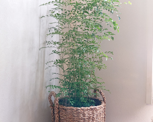 42572fc0596a7bacfcdfe1315c00cf