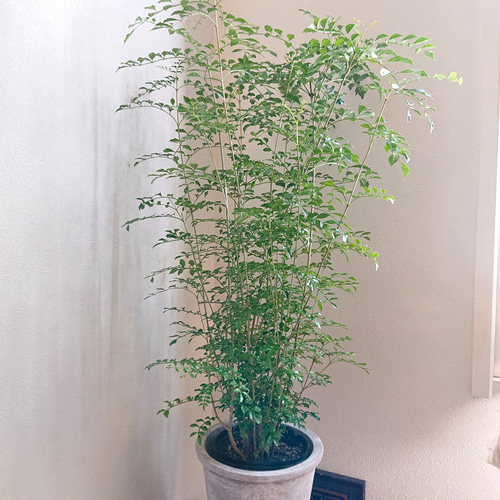 SPECIAL 春の観葉植物 フィカス3点セット ウンベラータ