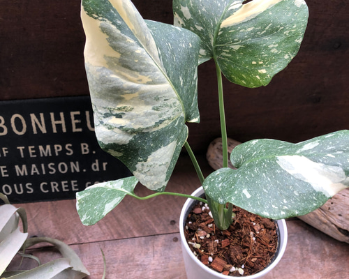 511891946a3b2a137d3179e5de3416