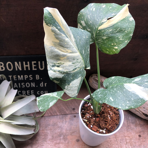 モンステラ（斑入りきれいな1鉢） 斑入りモンステラ 4号 1鉢の通販 | GreenSnap STORE(グリーン