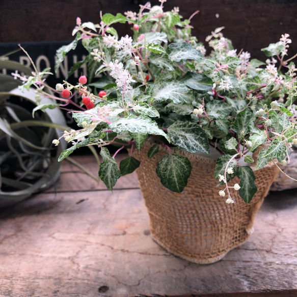 レア品種♡絣 かすり♡ジュズサンゴ♡斑入り♡ガーデニング 人造花