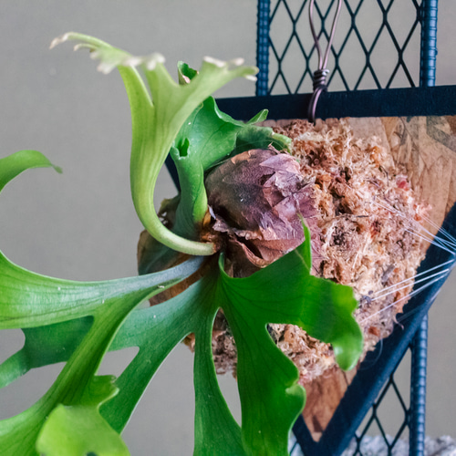 Platycerium elephantotis コウモリラン ビカクシダ Platycerium elephantotis コウモリラン ビカクシダ