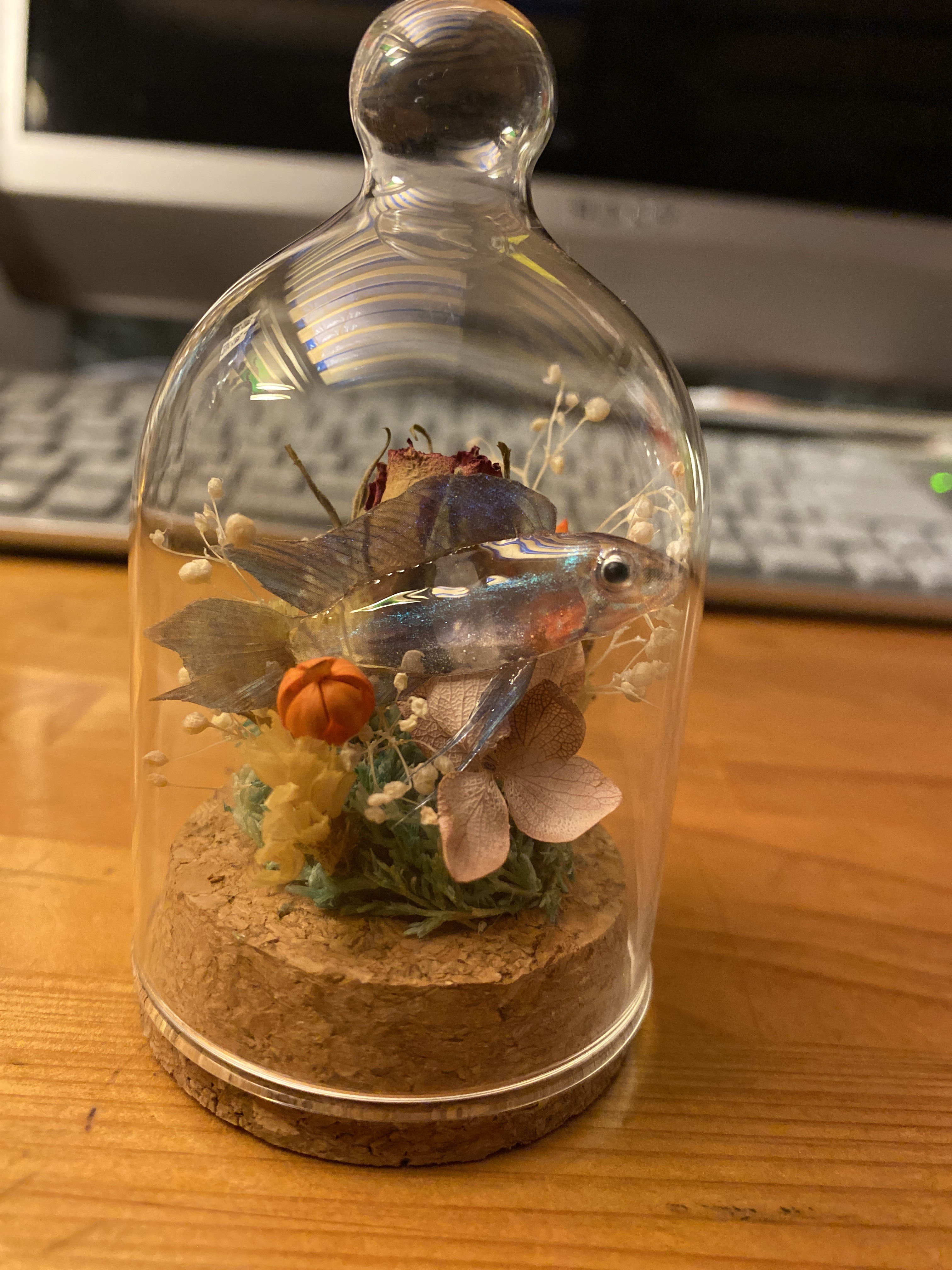 ガラスの中のアクアリウム2