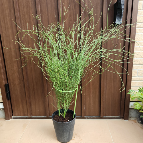 アカシア スピネセンス(スピニーワトル) 鉢植え オージープランツ苗