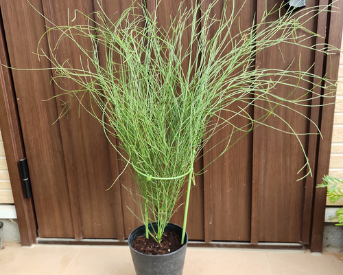 アカシア•スピネセンス アカシア スピネセンス(スピニーワトル) 鉢植え オージープランツ苗