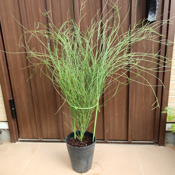 アカシア スピネセンス(スピニーワトル) 鉢植え オージープランツ苗