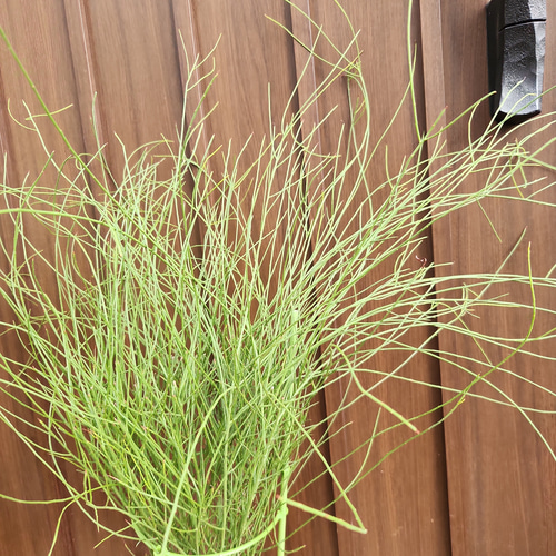 アカシア スピネセンス(スピニーワトル) 鉢植え オージープランツ苗