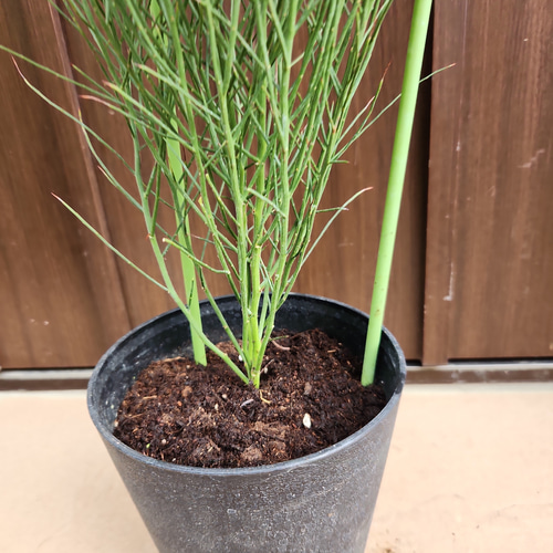 アカシア スピネセンス(スピニーワトル) 鉢植え オージープランツ苗